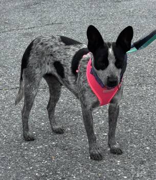Chica -  Cattle Dog Dog for Adoption in Ellicott City, Maryland - Chica | PetCurious