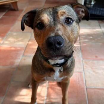 Al -  Shepherd Dog for Adoption in Pittsburgh, Pennsylvania - Al | PetCurious