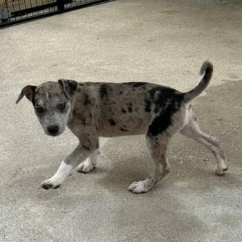 Gloria -  Catahoula Leopard Dog and Mixed Breed Dog for Adoption in Wimberley, Texas - Gloria | PetCurious