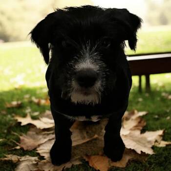 Rescue Mixed Breed Dogs for Adoption in Madison, Wisconsin - Jack | PetCurious