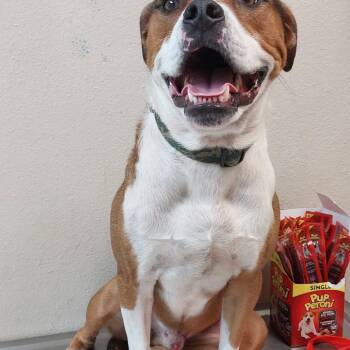 Harley -  Boxer and Mixed Breed Dog for Adoption in Mocksville, North Carolina - Harley | PetCurious
