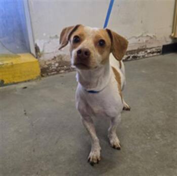 MOLLY -  Chihuahua and Parson Russell Terrier Dog for Adoption in Camarillo, California - MOLLY | PetCurious