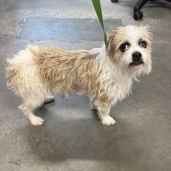 Nikko -  Shih Tzu and Mixed Breed Dog for Adoption in Tampa, Florida - Nikko | PetCurious