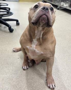 LADY DEW DROP -  American Staffordshire Terrier Dog for Adoption in Grand Prairie, Texas - LADY DEW DROP | PetCurious