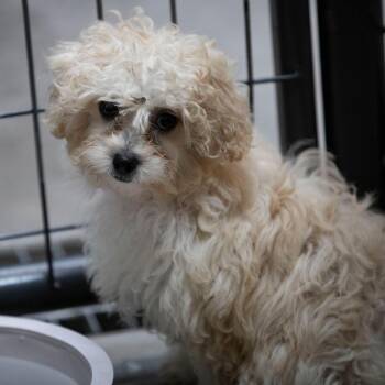 Dee Dee (AG26-188) -  Pekingese and Miniature Poodle Dog for Adoption in Peyton, Colorado - Dee Dee (AG26-188) | PetCurious
