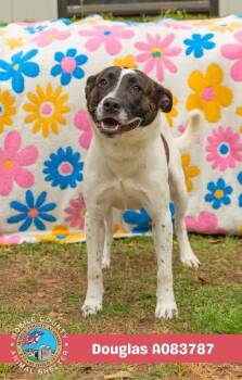 Douglas -  Border Collie Dog for Adoption in Mobile, Alabama - Douglas | PetCurious
