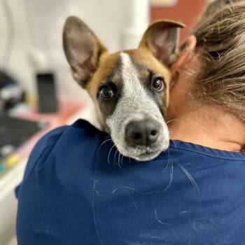 Rollie -  Mixed Breed Dog for Adoption in Glenwood Springs, Colorado - Rollie | PetCurious
