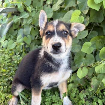 Morty -  Australian Cattle Dog Blue Heeler and German Shepherd Dog Dog for Adoption in Harlingen, Texas - Morty | PetCurious