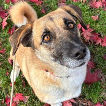 Rescue Corgi and Anatolian Shepherd Dogs for Adoption in Ridgefield, Washington - Ms. Sweet Pancake | PetCurious