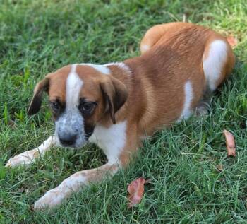 Colombo -  Beagle and Australian Cattle Dog Blue Heeler Dog for Adoption in Morrilton, Arkansas - Colombo | PetCurious