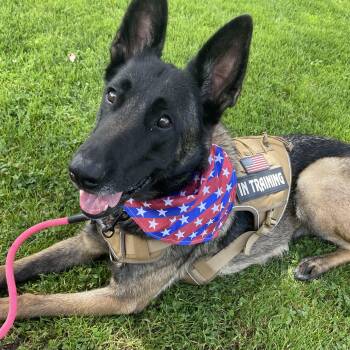 Diamond -  Belgian Shepherd Malinois Dog for Adoption in Los Angeles, California - Diamond | PetCurious