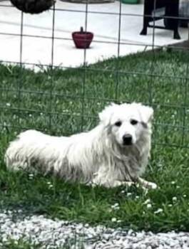 Renee -  Great Pyrenees Dog for Adoption in Dittmer, Missouri - Renee | PetCurious