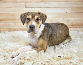 Rescue Hound Dogs for Adoption in Manchester, Connecticut - Kylie | PetCurious
