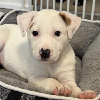 Australian Shepherd and Mixed Breed Dogs Available for Adoption in Normal, Illinois - Stripes | PetCurious