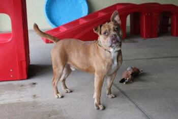 Pit Bull Terrier and Mixed Breed Dogs Available for Adoption in Kansas City, Missouri - KJ | PetCurious