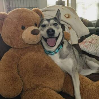Sadie -  Siberian Husky Dog for Adoption in Justin, Texas - Sadie | PetCurious