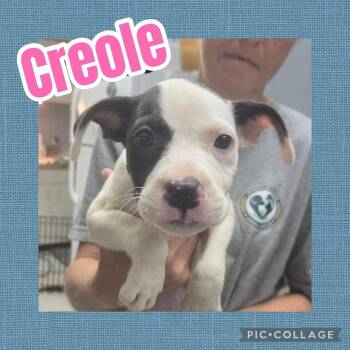 Creole -  Catahoula Leopard Dog and Pit Bull Terrier Dog for Adoption in Ringwood, New Jersey - Creole | PetCurious