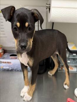 BUNNY -  Rottweiler and Pit Bull Terrier Dog for Adoption in Tracy, California - BUNNY | PetCurious