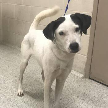 A431597 -  Labrador Retriever and Mixed Breed Dog for Adoption in Conroe, Texas - A431597 | PetCurious