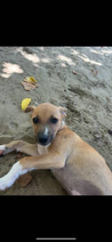 Rescue Chihuahua and Italian Greyhound Dogs for Adoption in Randolph, Massachusetts - Lil Twinkle | PetCurious