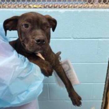Charlotte -  Mixed Breed Dog for Adoption in Springboro, Ohio - Charlotte | PetCurious