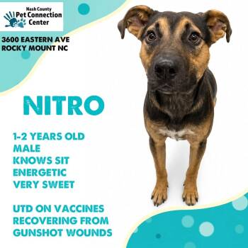 NITRO  Available NOW - ADOPTION or RESCUE! -  Mixed Breed Dog for Adoption in Nashville, North Carolina - NITRO  Available NOW - ADOPTION Or RESCUE! | PetCurious
