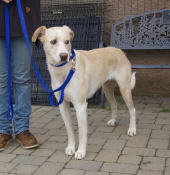 Rescue Anatolian Shepherd and Labrador Retriever Dogs for Adoption in Grass Valley, California - Jemma | PetCurious