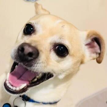 Mixed Breed Dogs Available for Adoption - High Roller | PetCurious