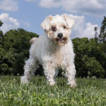 Caroline -  Mixed Breed Dog for Adoption in Franklin, Tennessee - Caroline | PetCurious