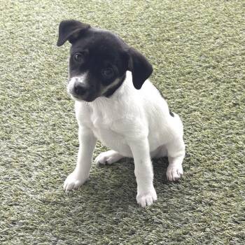 Poison Ivy 3627 -  Jack Russell Terrier and Mixed Breed Dog for Adoption in Loxahatchee Groves, Florida - Poison Ivy 3627 | PetCurious