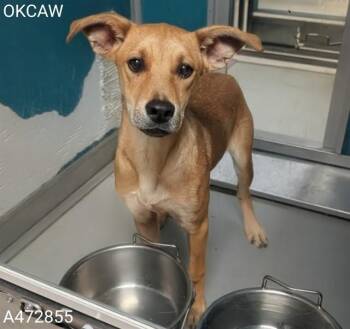 Carolina Dog and Mixed Breed Dogs Available for Adoption in Oklahoma City, Oklahoma - A472855 | PetCurious