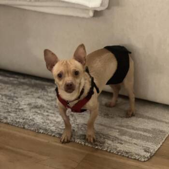 Chihuahua Dogs Available for Adoption - Chester~  | PetCurious