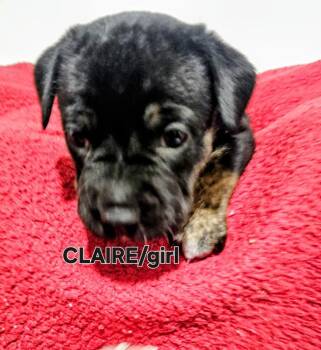 Labrador Retriever and Mixed Breed Dogs Available for Adoption in Evergreen, Colorado - Claire | PetCurious