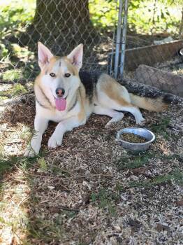 Jenner -  Husky and German Shepherd Dog Dog for Adoption in Oakville, Washington - Jenner | PetCurious