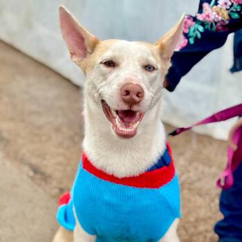 Husky and Mixed Breed Dogs Available for Adoption - River | PetCurious