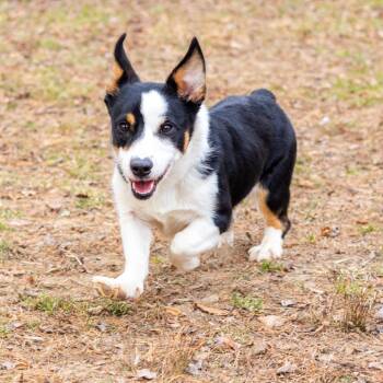 Cardigan Welsh Corgi Dogs Available for Adoption - Winston (FKA Sven) | PetCurious
