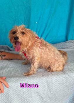 Milano -  Yorkshire Terrier and Shih Tzu Dog for Adoption in New Baltimore, Michigan - Milano | PetCurious