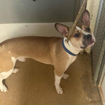 Rescue French Bulldog and Pit Bull Terrier Dogs for Adoption in Stephenville, Texas - Pistol | PetCurious