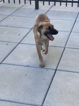 TAWNY -  Shepherd Dog for Adoption in Broomfield, Colorado - TAWNY | PetCurious