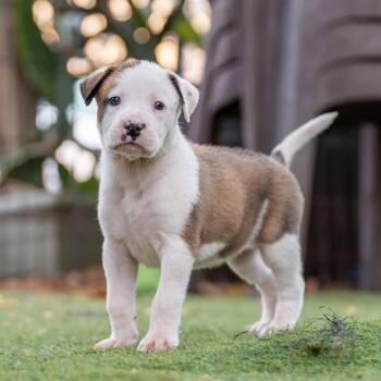 Muppet Pup - Sweetums - Adopted! -  Boxer Dog for Adoption in San Diego, California - Muppet Pup - Sweetums - Adopted! | PetCurious