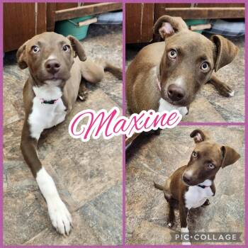 Maxine -  Pit Bull Terrier Dog for Adoption in Ringwood, New Jersey - Maxine | PetCurious