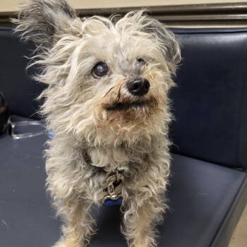 Rescue Terrier Dogs for Adoption in Pahrump, Nevada - Max | PetCurious