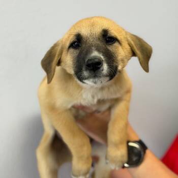 Sprinkles -  Shepherd Dog for Adoption in Idaho Falls, Idaho - Sprinkles | PetCurious