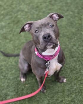 Pit Bull Terrier Dogs Available for Adoption in Las Vegas, Nevada - PERIWINKLE | PetCurious