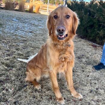 Golden Retriever Dogs Available for Adoption - Remy | PetCurious