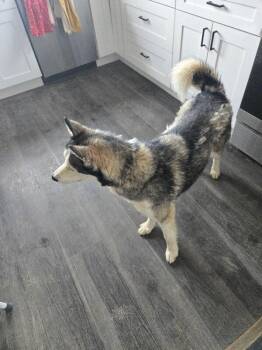 Dallas -  Husky and Mixed Breed Dog for Adoption in Cincinnati, Ohio - Dallas | PetCurious