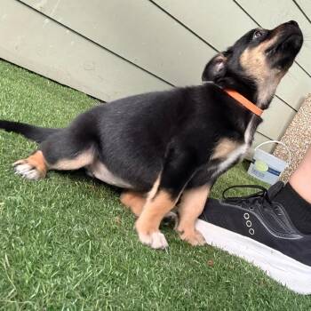Penelope, Orange Collar -  Australian Shepherd and Mixed Breed Dog for Adoption in Ada, Minnesota - Penelope, Orange Collar | PetCurious