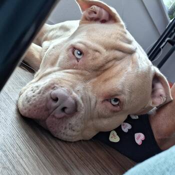 Butters -  Pit Bull Terrier Dog for Adoption in Missouri City, Texas - Butters | PetCurious