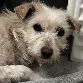 Grace -  Wirehaired Terrier Dog for Adoption in Palm Springs, California - Grace | PetCurious