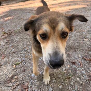 Buddy -  Mixed Breed Dog for Adoption in Rossville, Georgia - Buddy | PetCurious